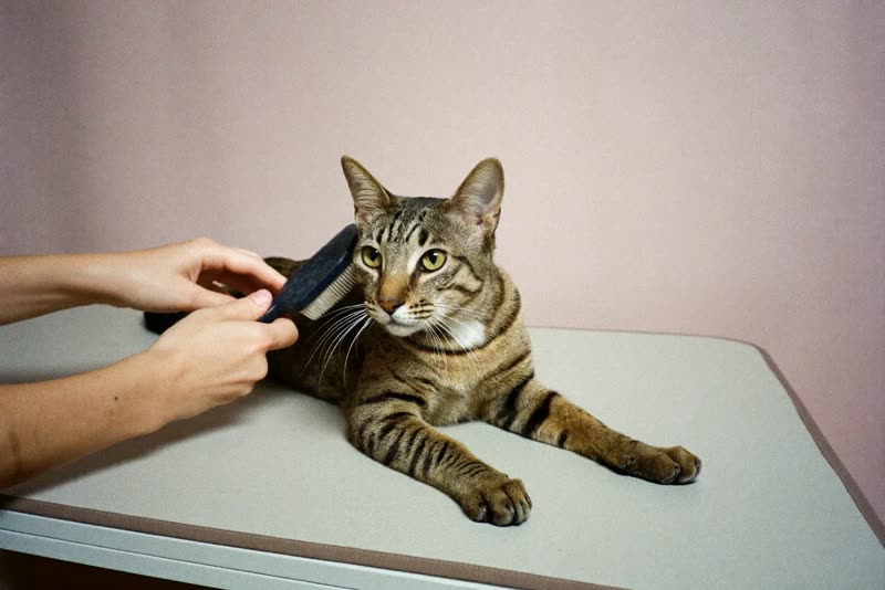 A cat being brushed on a grooming table