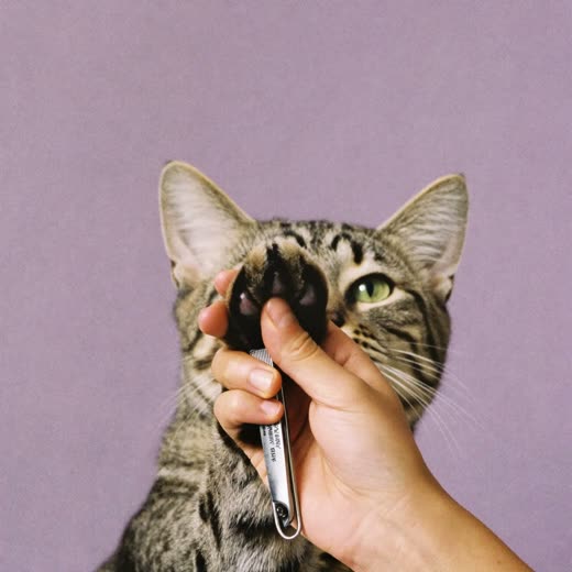 A cat's paw held in a hand for a nail trim